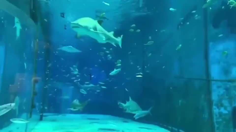 守望先锋电竞